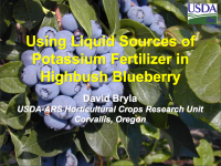 Using Liquid Sources of Potassium Fertilizer in Highbush Blueberry
